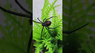 Latrodectus hesperus latrodectushesperus [upl. by Petite]