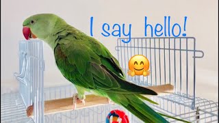 Baby Alexandrine Parrot Parakeet Bird Trying to Talk [upl. by Giles394]