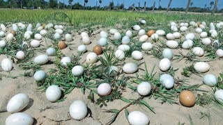 wow wow Collect as many eggs as possible on the grass handpicked by the best fishermen [upl. by Althee]