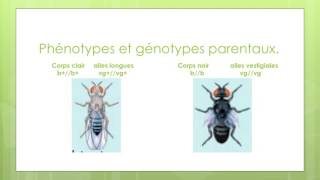 brassage intra chromosomique [upl. by Aryas555]