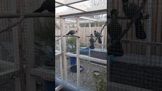 Red Crested Turacos meet White Cheeked Turacos  amp some Quail 😂 birds shorts [upl. by Ipoillak708]