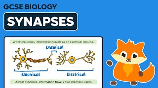 Synapses  GCSE Biology [upl. by Infield719]