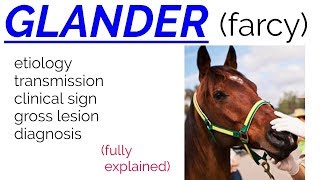 GLANDER  FARCY  disease  etiology  transmission  clinical sign  lesions  diagnosis [upl. by Ayotan837]