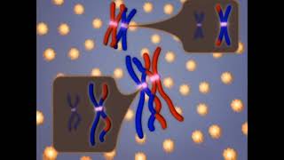 meiosis 3d animation phases of mitosis cell cycle and cell divisionmitosis and meiosis [upl. by Subak]