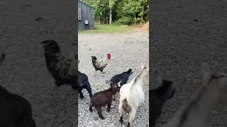 Pygmy goat Round upgoat cute animals love farming agriculture [upl. by Delamare702]