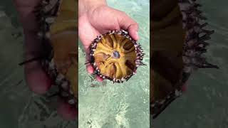 Sea urchins food seaurchins shortvideo [upl. by Leroi]