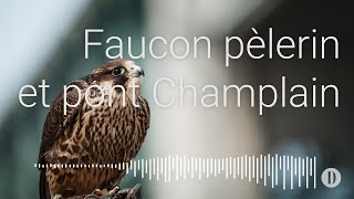 Faucon pèlerin et pont Champlain [upl. by Nosilla285]