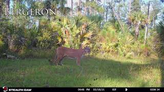 Rare and elusive FLORIDA PANTHER caught vocalizing on camera [upl. by Jaddo]