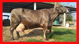 RANCHO MIURA CRIADOR DE SUIZO AMERICANO EN MEXICO [upl. by Yv]