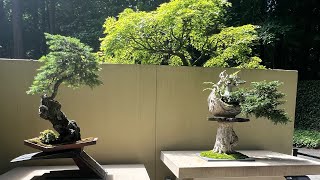 Pacific Bonsai Museum highlighting Bonsai Trees [upl. by Budding]