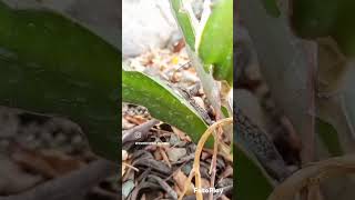 Avances que se vienen dando en el 1er Proyecto Forestal de ladera en Cerro La MillaSMPLimaPerú [upl. by Yldarb442]