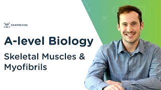 Skeletal Muscles amp Myofibrils  Alevel Biology  OCR AQA Edexcel [upl. by Garibald492]