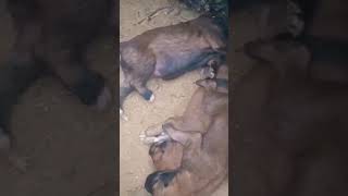 New Born Puppies ♥️ 🐶 ♥️ shortsfeed animalllover dog pets cute youtubeshorts shorts yt [upl. by Onairam]