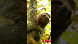 All About Sloths Characteristics Habits and Habitatquotafat [upl. by Otter860]