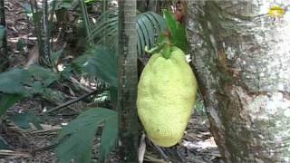 Vallee de Mai Seychellen  © Abendsonne Afrika [upl. by Alor]