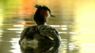 New Zealands Crested Grebes HD [upl. by Euell]