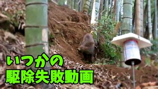 【狩猟】猪（イノシシ）駆除失敗した時の動画 [upl. by Judson]