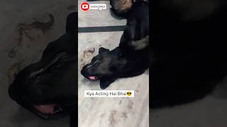 Jack❤️Kya Acting Hai Bhai🦮🤣😂dogfunnyshortsfeedviralshortshortlabradogtrendingytshort like [upl. by Hgalehs]