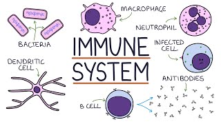 Understanding the Immune System in One Video [upl. by Salvatore]