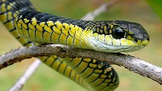 Boomslang Snake  The most venomeous Snake of Africa The Boomslang Snake [upl. by Boony]