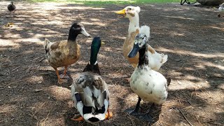 Mallard Khaki Campbell Ancona Saxony Muscovy Ducks — lots of quacking and chasing [upl. by Adiaz]