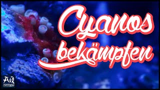 So bekämpfst du Cyanobakterien im Meerwasser Aquarium  AquaOwner [upl. by Seigel]