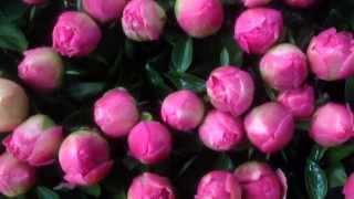 Pink Peonies Red Peonies Yellow Peonies Pastel Peonies or other Peony colors  wwwpeonyshopcom [upl. by Katushka]