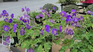 Geranium Rozanne amp Azure Rush Cranesbill 2 Outstanding AwardWinning Perennial Groundcovers [upl. by Naillij]