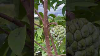 Atissugar appleAnnona Squamosafruitprovincelife [upl. by Culosio]