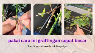 Grafting anggur Donetsky pada rootstock Dogridge usia 6 bulan [upl. by Enomed268]