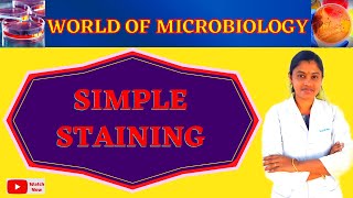 Simple Staining  Bacterial Staining Technique Tamil  Microbiology Practical  Topic 6 [upl. by Enybor]