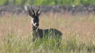 roebuck hunting Poland with fox tail hunting [upl. by Haran136]