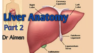 Liver Anatomy  Lobes Blood supply Nerve supply Hepatic segments [upl. by Otero]