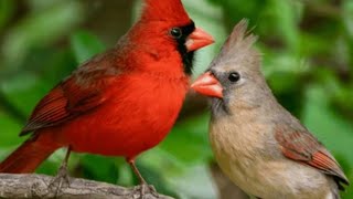 Northern red cardinal [upl. by Joscelin]