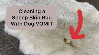 Cleaning Dog VOMIT on a Sheep Skin Rug asmr rugcleaning oddlysatisfying [upl. by Miof Mela]