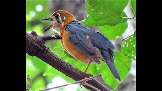 Orange Headed Thrush call [upl. by Annauqahs]