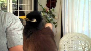 Talking Myna Bird  Rhett Butler [upl. by Godfrey]