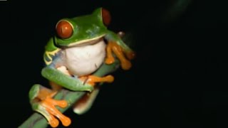 Rare Frogs amp Endangered Species  Planet Earth  BBC Studios [upl. by Fi]