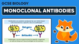 Monoclonal Antibodies  GCSE Biology [upl. by Jeconiah398]