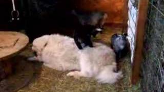 Pygmy goat kids play on BIG DOG [upl. by Razec]