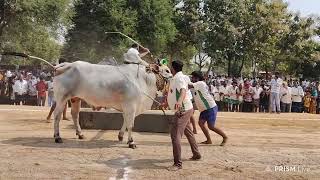 🎉🥳3🥉🏆DVR MEMORIAL New Category Bulls Krishna Distin Rajeshwaripuram khammam disturb🔥 [upl. by Rebeca]