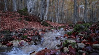 Suono di un RUSCELLO Foliage [upl. by Antonetta297]