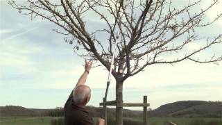 Obstbaum richtig schneiden  Obstbaumschnitt Pflegeschnitt 10 bis 15jähriger Baum [upl. by Colt545]