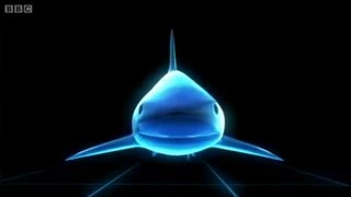 3D Shark How do Sharks work [upl. by Ellinnet]