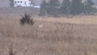 English Setter Training  7 month old pup from Berg Brothers Setters [upl. by Cinda34]