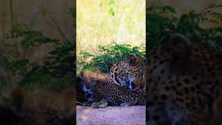 A Majestic Female Ximhungwe Leopard Mother And Her Two Small Cubs [upl. by Patton]