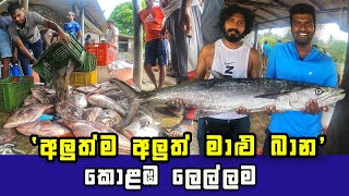 Witness the Daily Unloading of the Freshest Seafood Haul in Colombo [upl. by Llireva187]