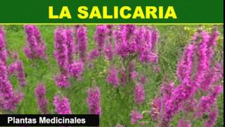 197 La Salicaria Plantas Medicinales [upl. by Hasile]