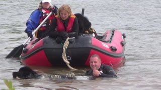 Newfoundland Rescue Dog jumps into a lake after handler and tows boat at Rescue Day 2014 [upl. by Novert]