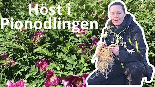 Omplantering av frösådda pioner och Höst i pionodlingen  skall pionen klippas ner nu [upl. by Burtie]